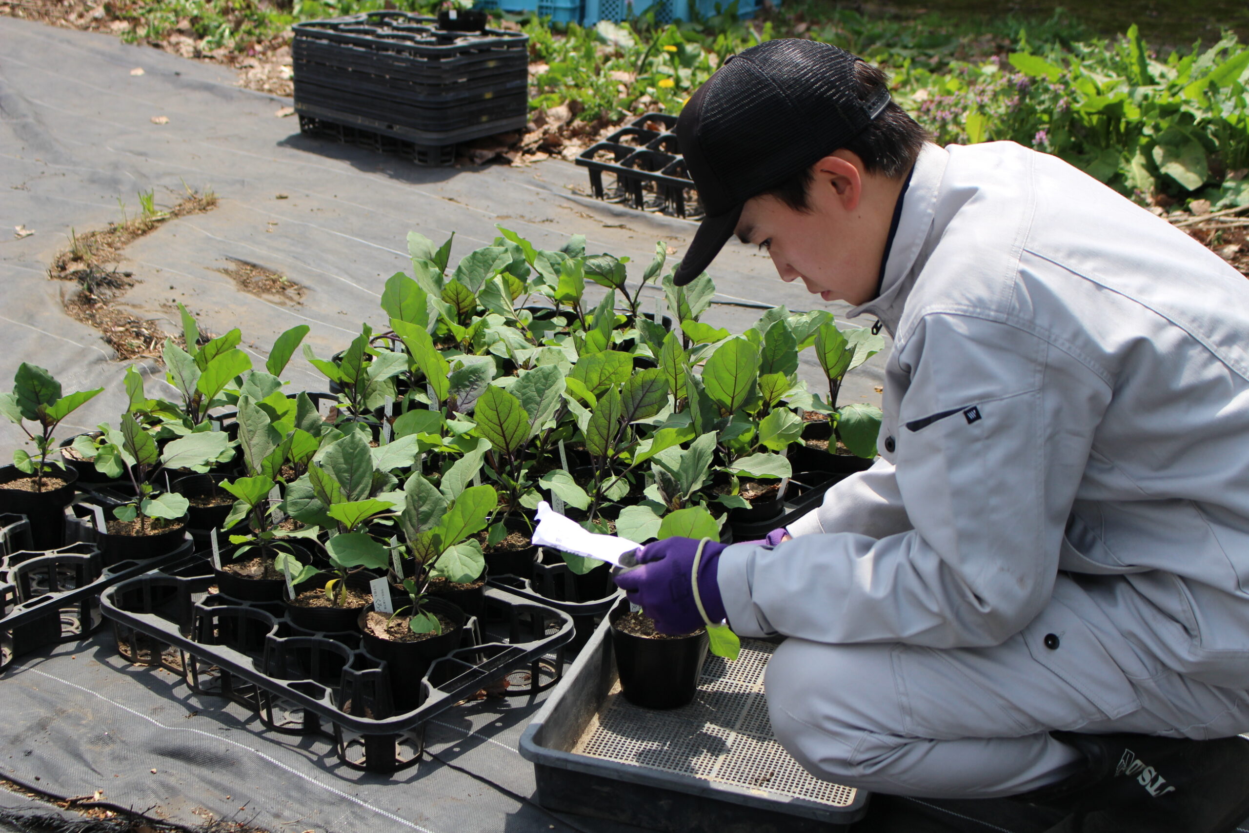 野生ラン/ヤマサギソウ苗10株 野生ラン/ヤマサギソウ苗10株 野生ラン/ヤマサギソウ苗10株 野生ラン